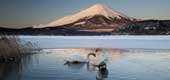 日本富士山，川口湖上的一对疣鼻天鹅破坏了山的倒影图片素材