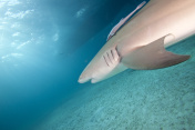 柠檬鲨，北巴哈马群岛，加勒比海图片素材
