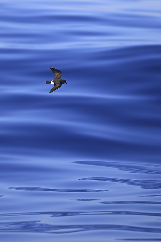 歐洲風暴海燕(海中海燕)在海上飛行，葡萄牙，十月。圖片素材