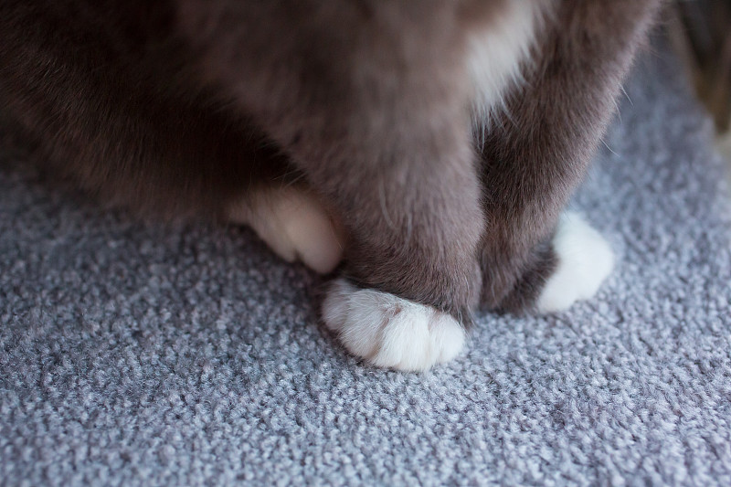 采購產品貓在地毯上，貓爪子，室內貓，貓在地毯上，干凈的地毯，寵物租金圖片素材