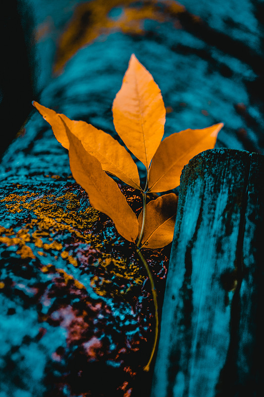 特寫:秋天植物上橙色的葉子圖片素材