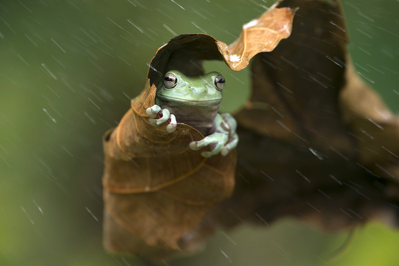 印度尼西亞，雨中的青蛙躲在一片樹葉下圖片素材