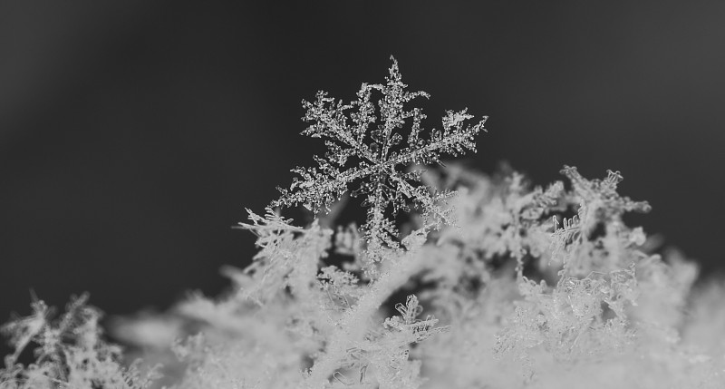 特寫的雪花在冬天圖片素材