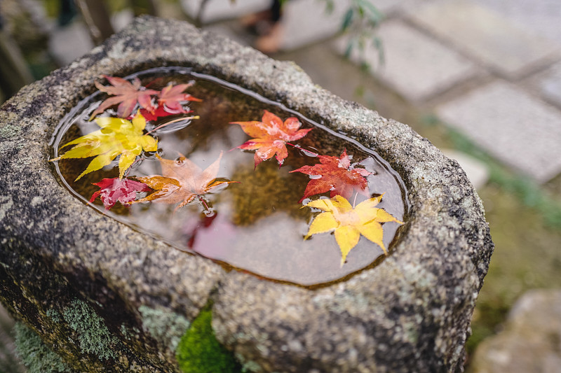 美麗的秋景，紅色的日本楓葉漂浮在水池塘，日本京都圖片素材