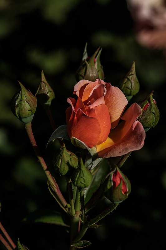 夏天含苞待放的玫瑰，德國凱澤斯勞滕圖片素材