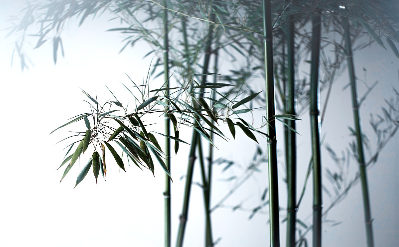 霧色中的竹林圖片素材