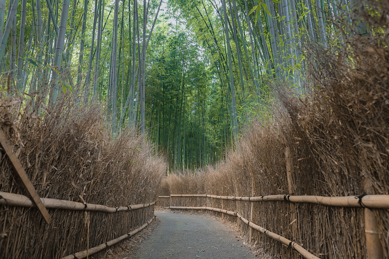 京都·嵐山竹道圖片素材