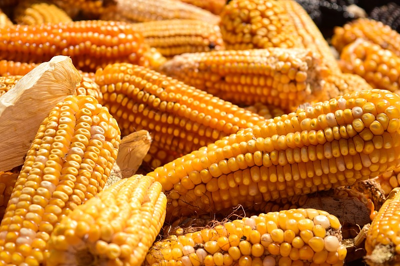 墨西哥，阿馬納科德貝塞拉地里的玉米特寫圖片素材