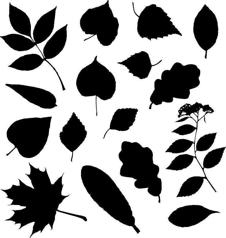 葉黑色的輪廓孤立在白色上插畫圖片