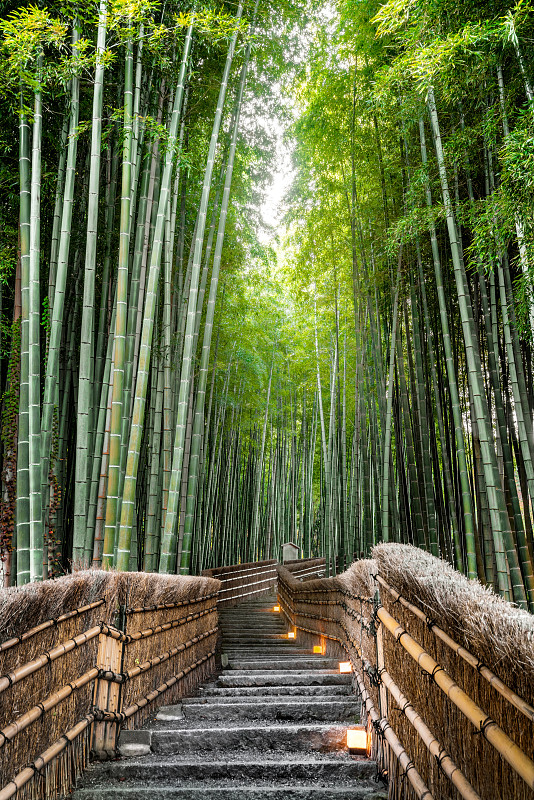日本京都的竹林。圖片素材