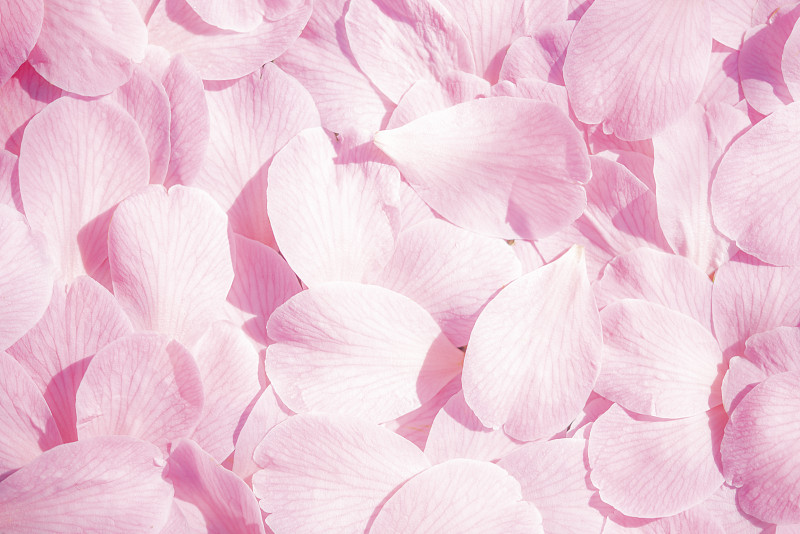 粉紅色山茶花盛開圖片素材