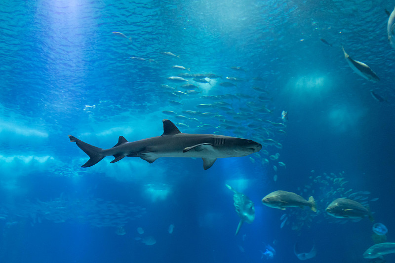 鯊魚游泳圖片素材
