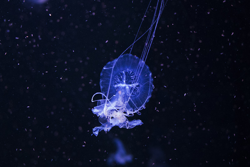 水中的水母，美杜莎，水中的海洋動物，藍色背景圖片素材