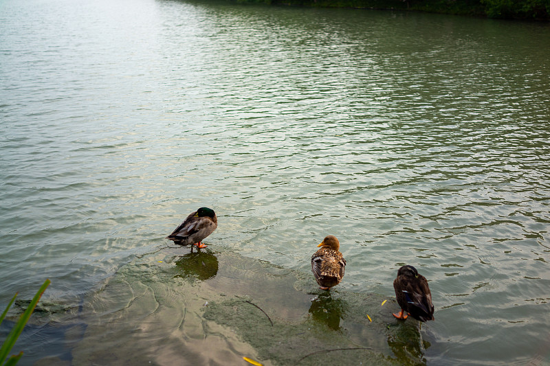 三只鴨子在巖石上休息攝影圖片