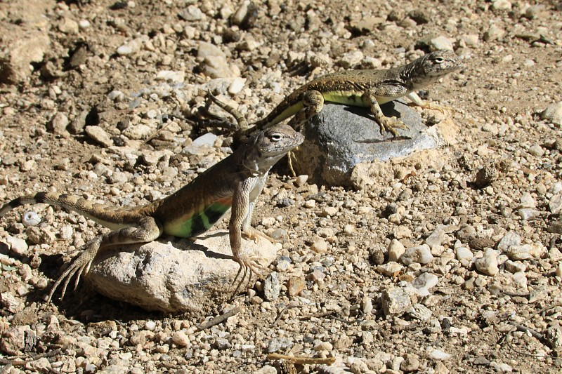 干旱氣候下的蜥蜴攝影圖片