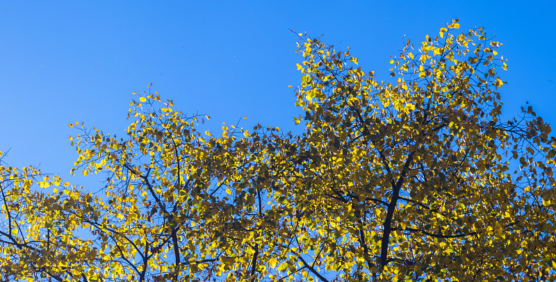 低角度的秋天樹梢對著清澈的藍天攝影圖片