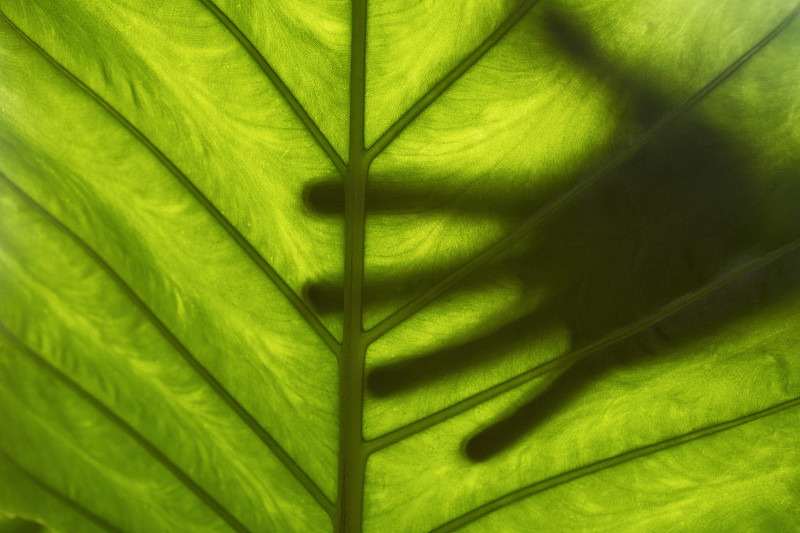 大熱帶樹葉上的手陰影的全框架細節攝影圖片