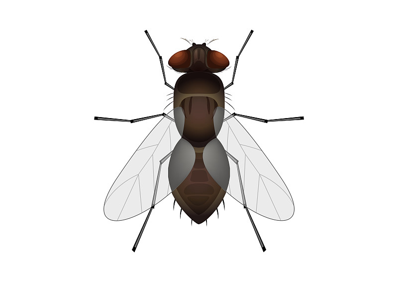 剪紙蒼蠅孤立在白色背景。昆蟲的矢量圖插畫圖片