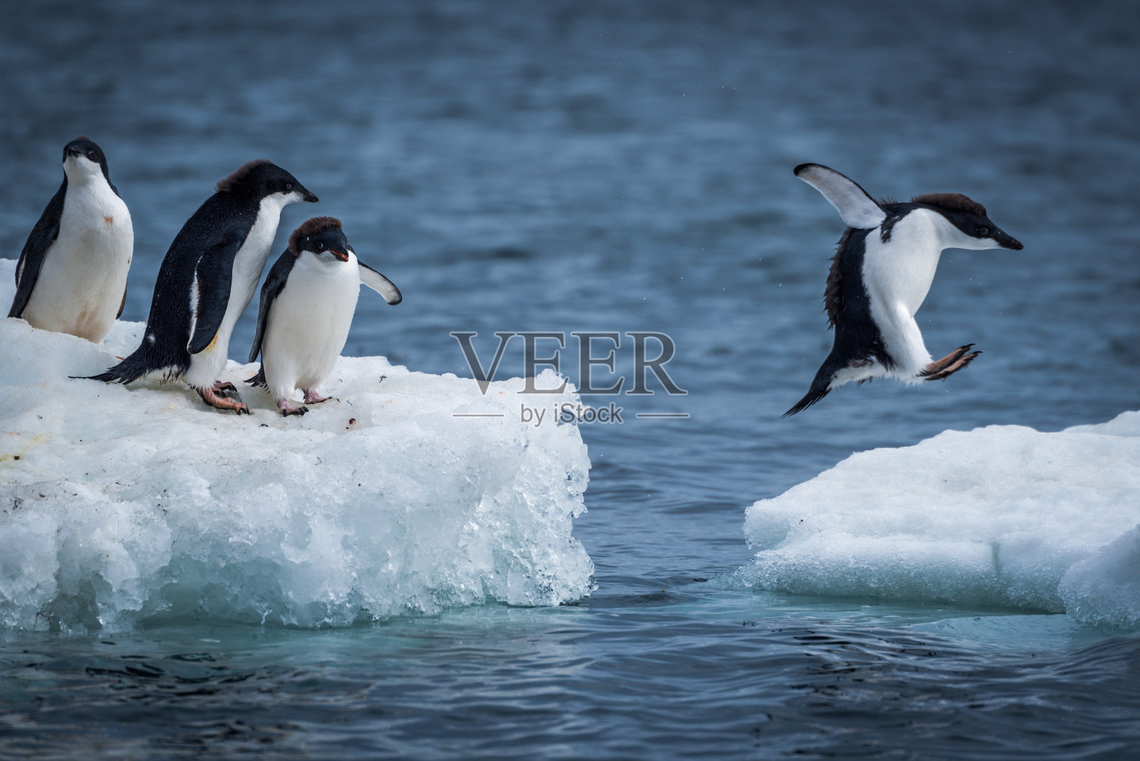 阿德利企鹅在两块浮冰之间跳跃照片摄影图片