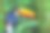 彩色可爱的巨嘴鸟热带鸟，巴西亚马逊-模糊的绿色背景图片下载