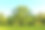 一棵长着绿色叶子的美丽的老橡树，在一个没有人的夏日公园的英国草坪上图片下载