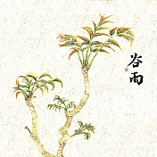 插画二十四节气果蔬系列之谷雨香椿图片素材