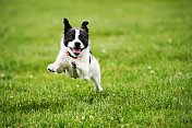 狗在草地上奔跑图片素材