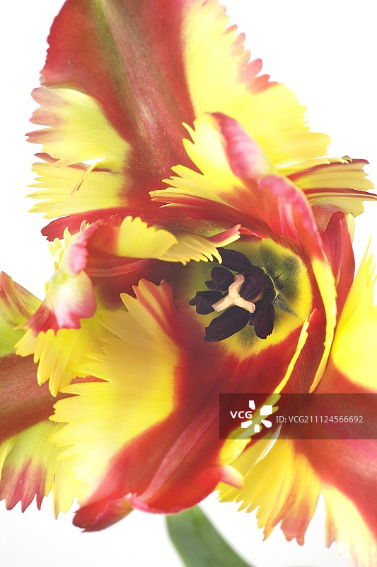 红色和黄色的鹦鹉郁金香花的特写图片素材
