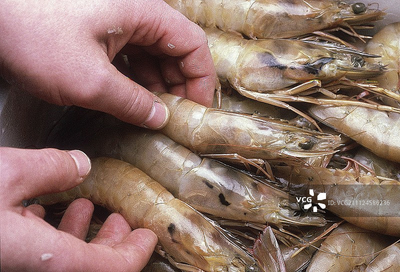 来自尼日利亚的新鲜对虾正在接受测试的特写图片素材