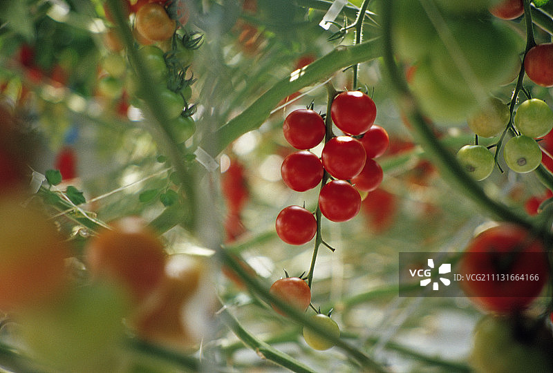 番茄,Lycopersicon esculentum。图片素材