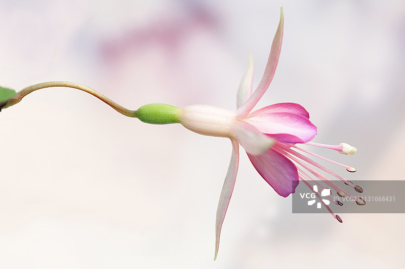 紫红色“华尔兹Jubelteen”花，侧面图，淡粉色花，深粉色内花瓣，突出的深色雄蕊和白色柱头，悬挂在画框中间。图片素材