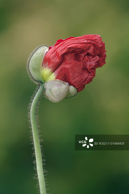 冰岛罂粟，“香槟泡沫”罂粟，近侧视图，皱巴巴的红色花瓣从保护花蕾的鞘中露出来，沿着茎可以看到细毛。图片素材