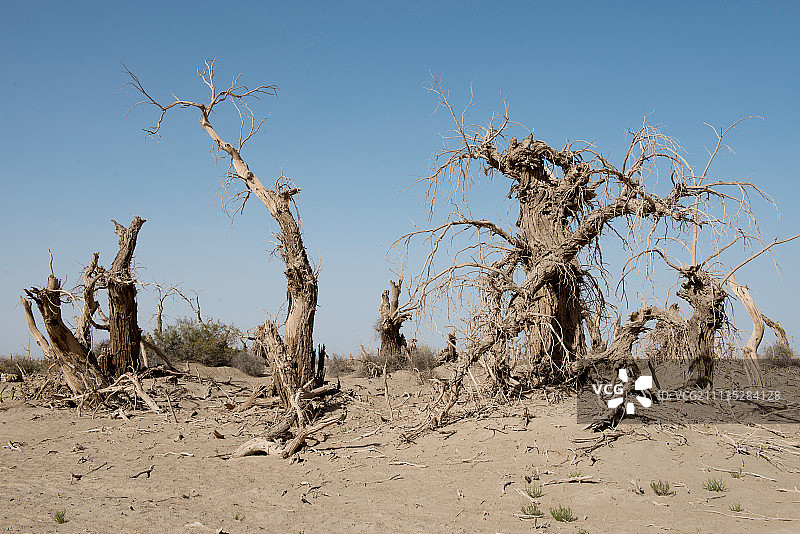 新疆塔格拉玛干沙漠胡杨林图片素材