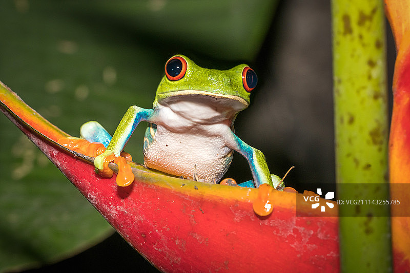 红眼树蛙-哥斯达黎加图片素材