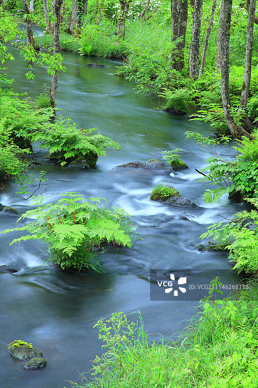 日本福岛县，树林里的小溪图片素材