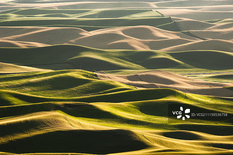 华盛顿科尔法克斯的帕卢斯小麦丘陵图片素材