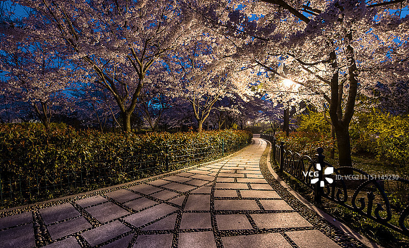 夜景下的樱花图片素材