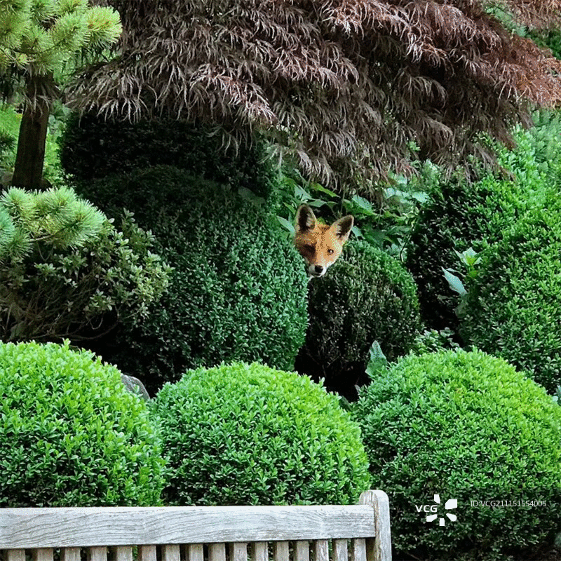两灌木间的狐狸图片素材
