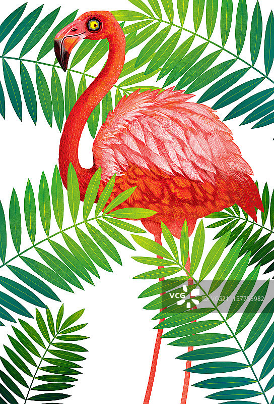 动物插画系列作品共3000幅-火烈鸟插画组图-树林里的火烈鸟图片素材