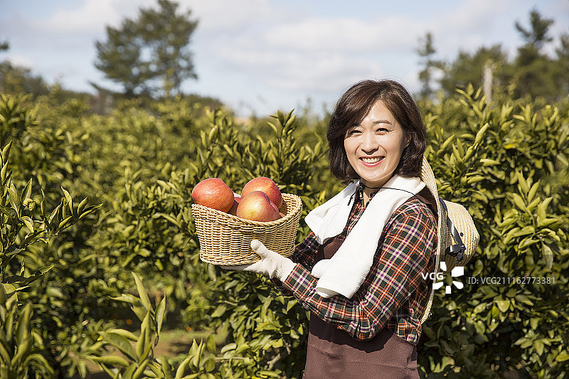 中年亚洲女农民抱着一篮子苹果图片素材