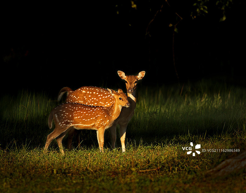 晚上有斑点的鹿站在草地上图片素材