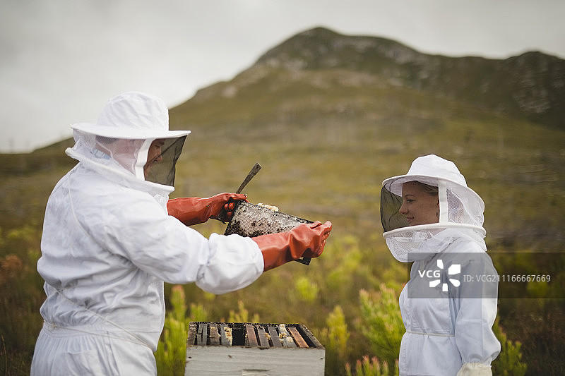养蜂人在养蜂场检查蜂箱图片素材