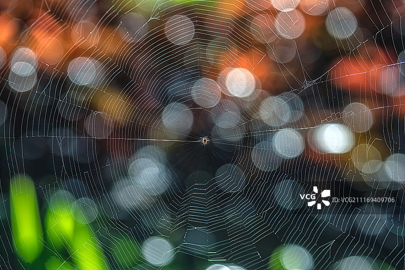 蜘蛛网上的蜘蛛图片素材