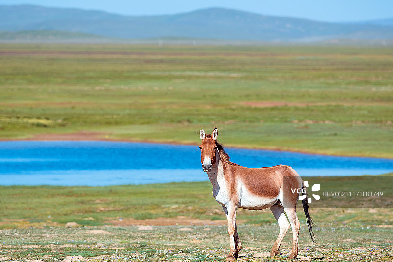 三江源自然保护区的藏野驴图片素材