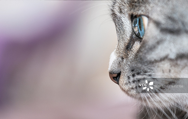 蓝眼睛的猫图片素材