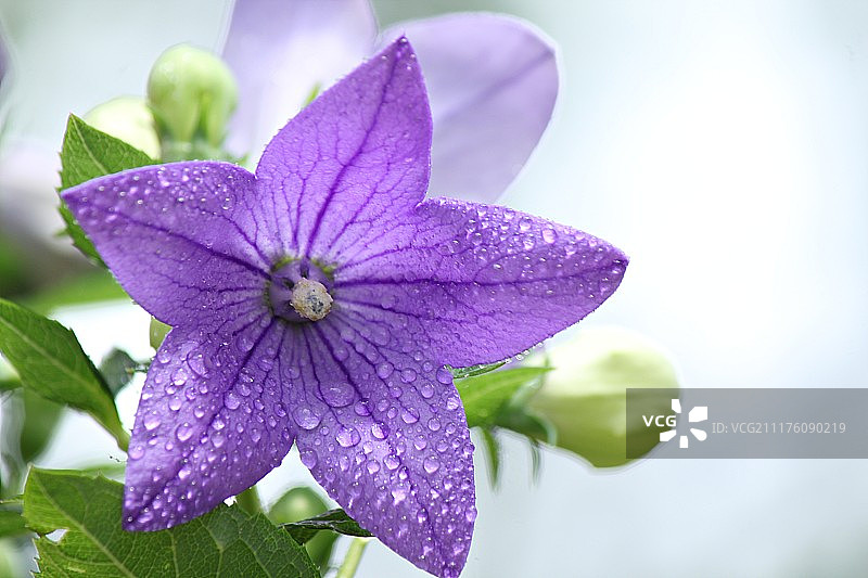 紫花上露珠的特写图片素材