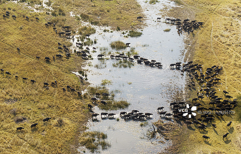 Cape buffalo (Syncerus caffer caffer)，穿越沼泽地区，飞牛白鹭(Bubulcus ibis)，奥卡万戈三角洲，博茨瓦纳，非洲图片素材