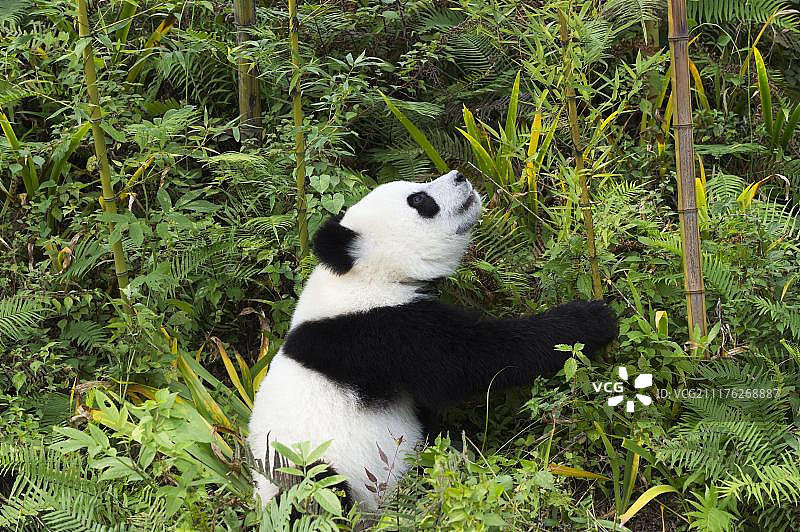 大熊猫(Ailuropoda melanoleuca)， 2年，中国保护大熊猫研究中心，成都，四川，中国，亚洲图片素材