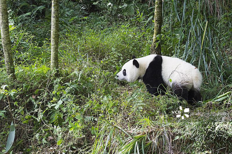 大熊猫(Ailuropoda melanoleuca)， 2年，中国保护大熊猫研究中心，成都，四川，中国，亚洲图片素材