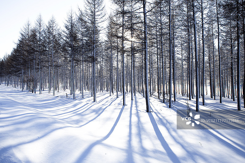积雪中的树林图片素材
